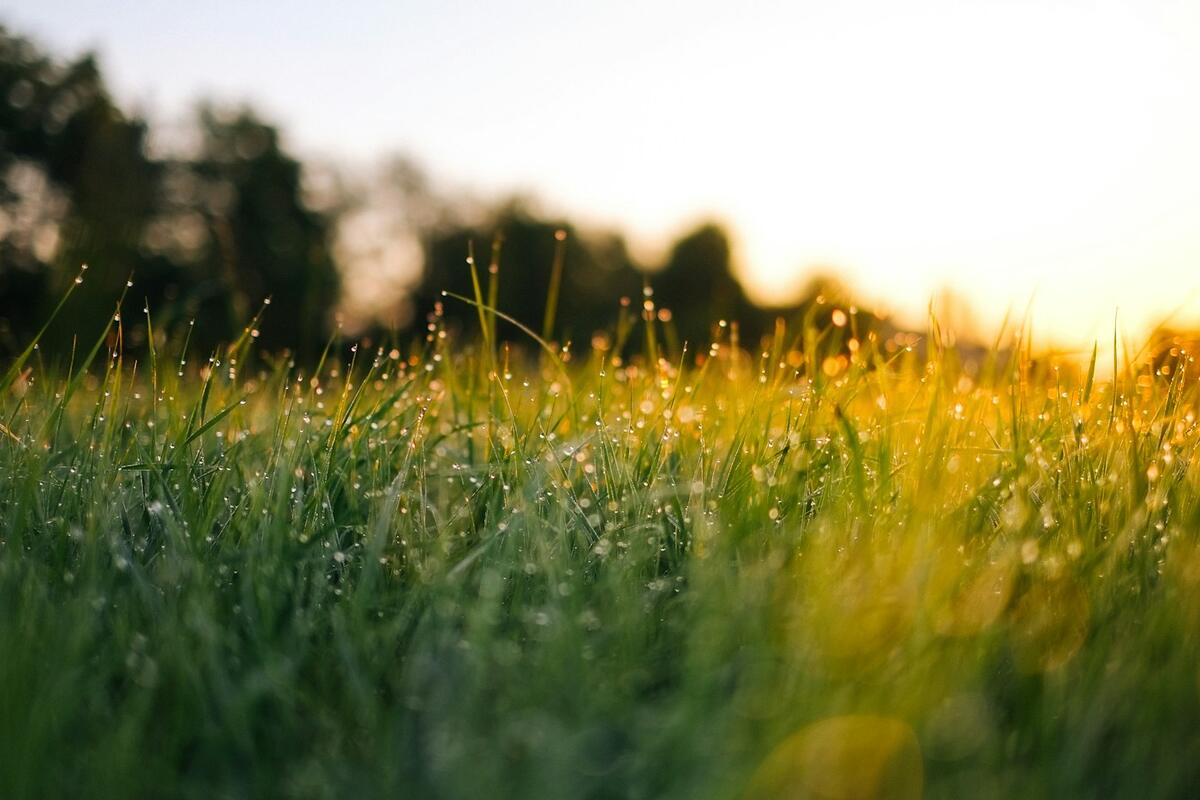 Fris grasveld met dauwdruppels in de ochtendzon